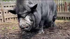 post-17956 thumbnail