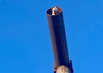 post-19943 thumbnail